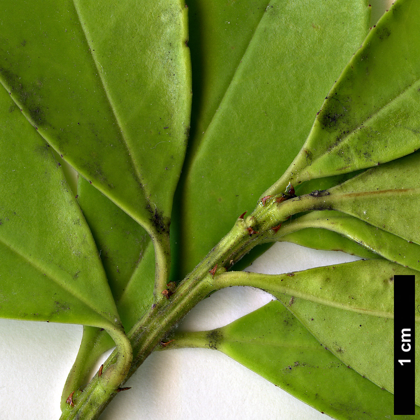 High resolution image: Family: Aquifoliaceae - Genus: Ilex - Taxon: triflora - SpeciesSub: var. kanehirae